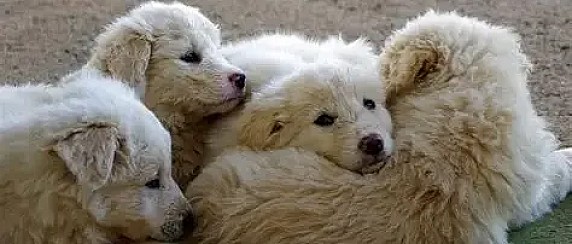 Campagna straordinaria di microchippatura e sterilizzazione cani in ambito rurale
