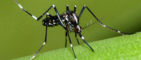 Provvedimenti per la prevenzione ed il controllo delle malattie trasmesse da insetti vettori ed in particolare dalla zanzara tigre (Aedes albopictus).