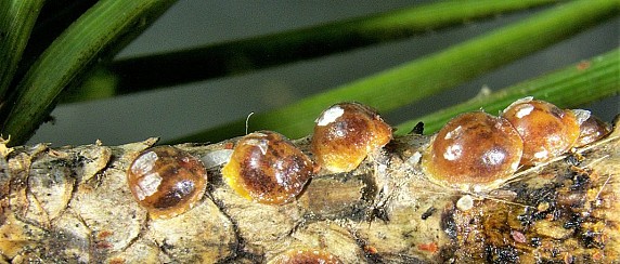 MISURE FITOSANITARIE_ ORGANISMO NOCIVO TOUMEYELLA PARVICORNIS (COCCINIGLIA TARTARUGA)