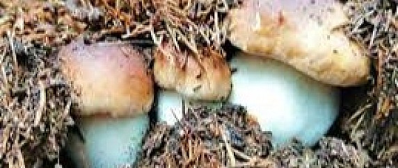 Raccolta funghi epigei
