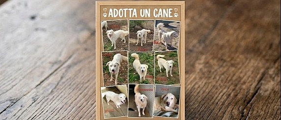 ADOTTA UN CANE, IL COMUNE TI AIUTA.