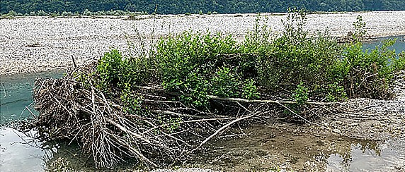 Raccolta materiale legnoso accumulato nei fiumi e nelle aree demaniali a causa degli eccezionali eventi meteorologici