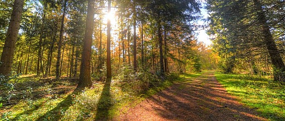 Festival nel Bosco - I° Edizione