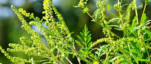 Ordinanza del Sindaco per la Prevenzione dalle allergopatie da Ambrosia