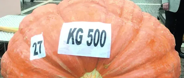 Sagra dei SS Simone, Giuda e Callisto - Festa della Zucca 2026