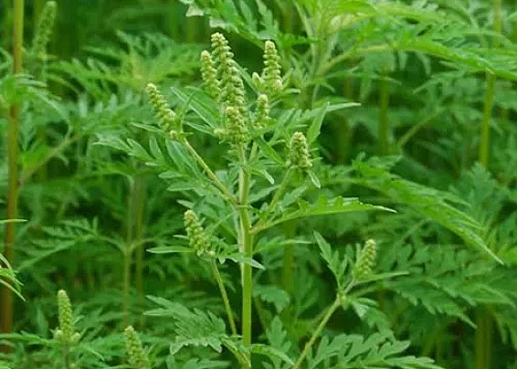 Metodi per il contenimento di Ambrosia artemisiifolia