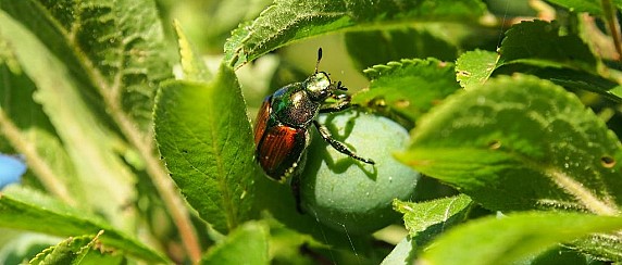 Lotta al coleottero giapponese Popillia japonica