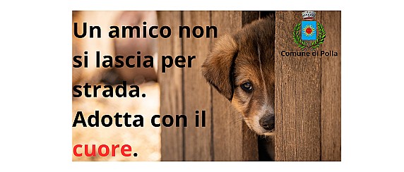 Un amico non si lascia per strada. Adotta con il cuore