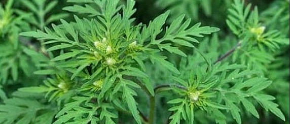 Prevenzione e diffusione dell’Ambrosia