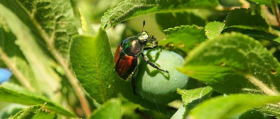 Informazioni sulla Popillia japonica