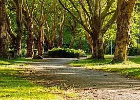Manifestazione di interesse per servizio manutenzione del verde