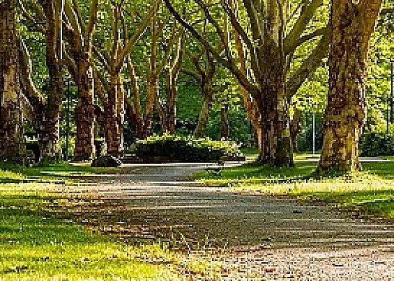 Manifestazione di interesse per servizio manutenzione del verde