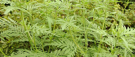 POLLINOSI AMBROSIA - BOFFALORA