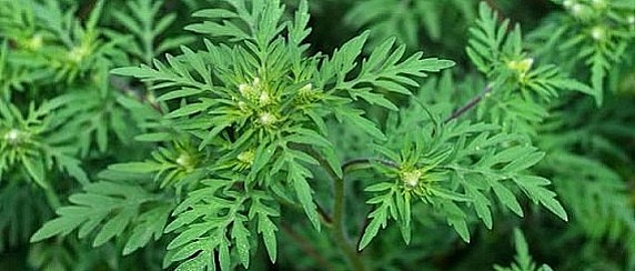 Ordinanza per il contenimento della diffusione del polline d'ambrosia anno 2026