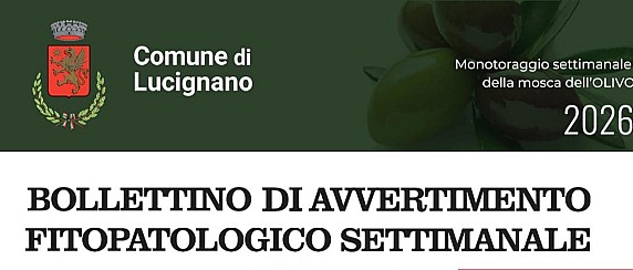 Monitoraggio settimanale della Mosca dell'Olivo nel Comune di Lucignano