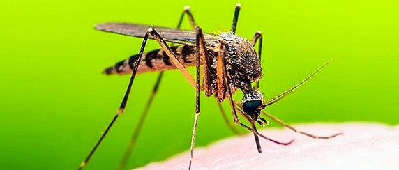 Gli interventi antilarvali nel Comune di San Giovanni Valdarno nel mese di luglio