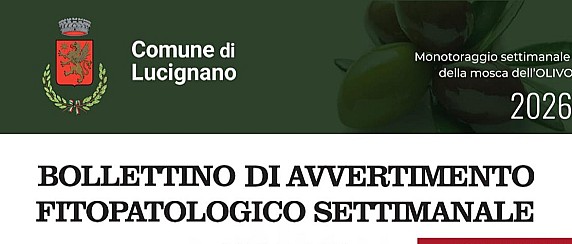 Monitoraggio settimanale della Mosca dell'Olivo nel Comune di Lucignano