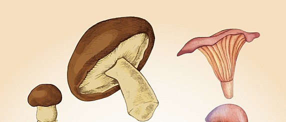 CONOSCERE I FUNGHI - CORSO PREPARATORIO PER TESSERINO