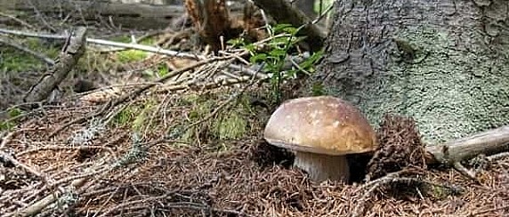 Prevenzione delle intossicazioni da funghi