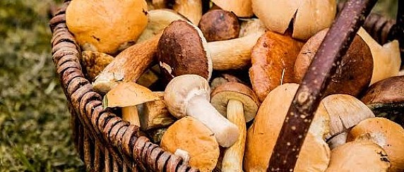 Corso formativo per l’abilitazione alla raccolta dei funghi epigei spontanei.