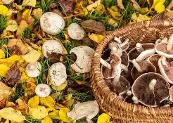 Prevenzione delle intossicazioni da funghi - 2026