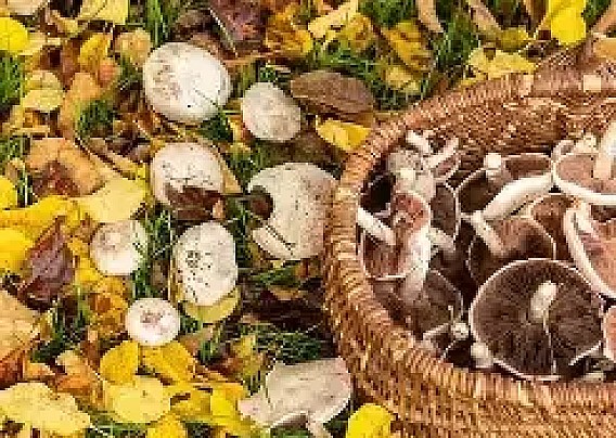Prevenzione delle intossicazioni da funghi - 2026