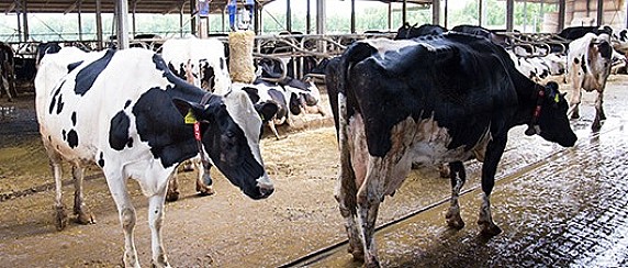 Riconoscimento dello stato di calamità naturale per alte temperature
