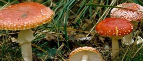 Prevenzione delle intossicazioni da funghi.