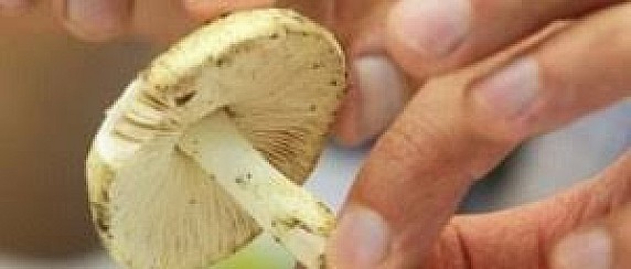 Prevenzione delle intossicazioni da funghi