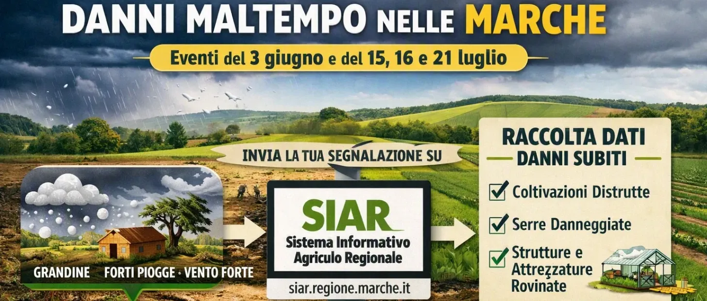 Immagine principale