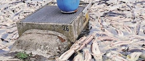 Problema nell'allevamento ittico di cascina Sesmones - Moria di fauna ittica