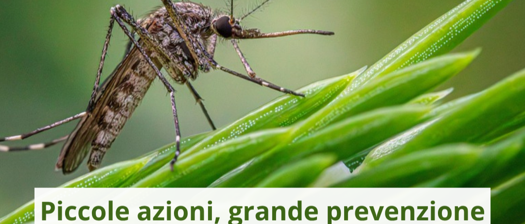 Virus West Nile, la Asl di Viterbo rilancia la campagna "Proteggiamoci insieme"