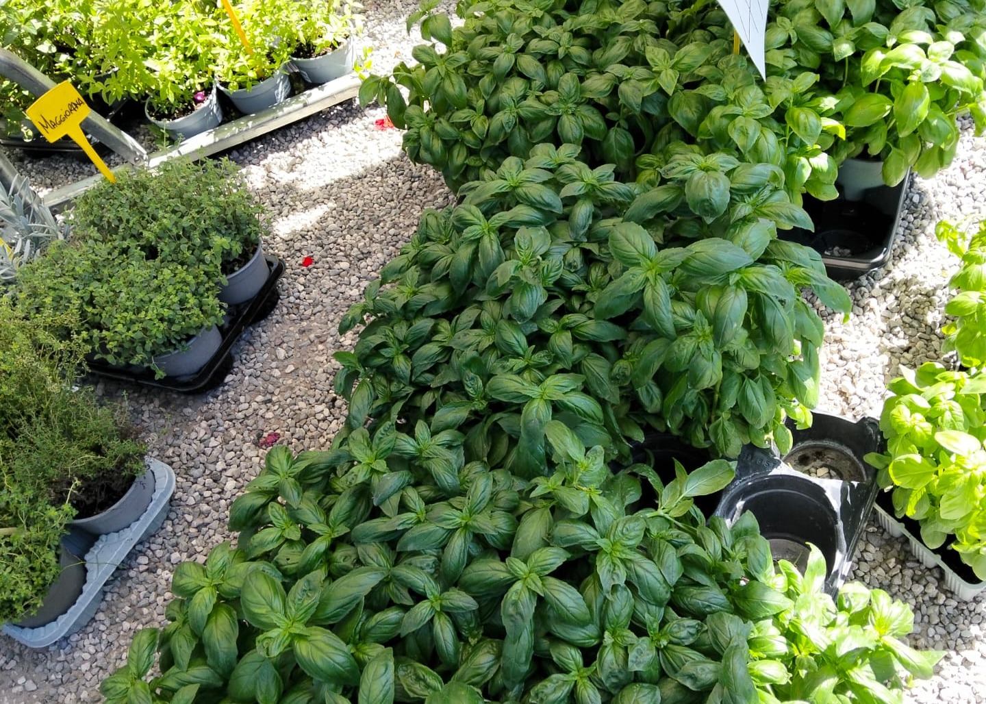 PROGETTO GIARDINAGGIO