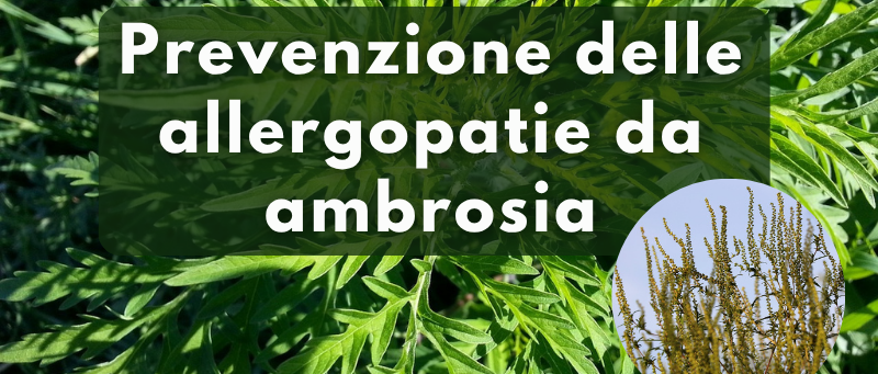 Immagine principale