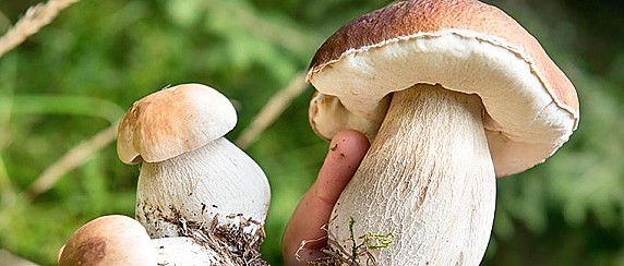 Prevenzione delle intossicazioni da funghi