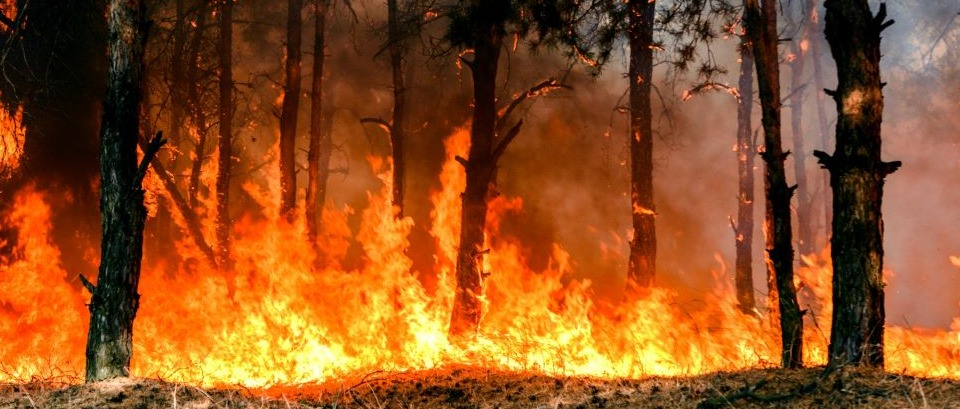 Dichiarazione periodo ad alto rischio di incendio boschivo stagione estiva 2026 su tutto il territorio regionale