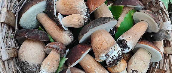 ISPETTORATO MICOLOGICO