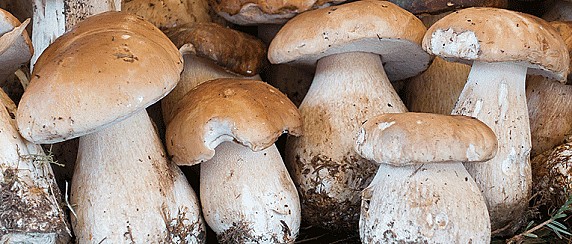 Servizio di certificazione gratuita per la commestibilità dei funghi epigei  raccolti dai cittadini