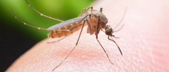 Gli interventi antilarvali nel Comune di San Giovanni Valdarno nel mese di agosto