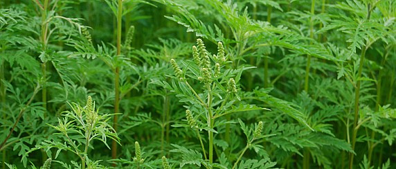 Prevenzione delle allergopatie da Ambrosia in Lombardia