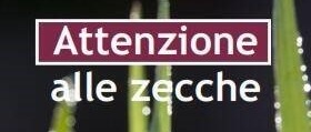 Immagine principale