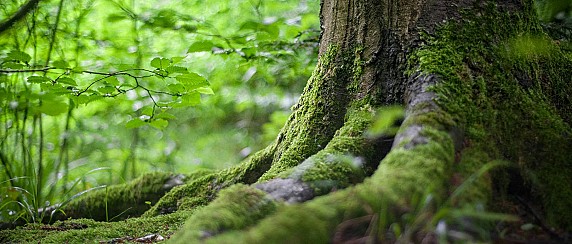 ALBERI PER LA PIANURA VENETA