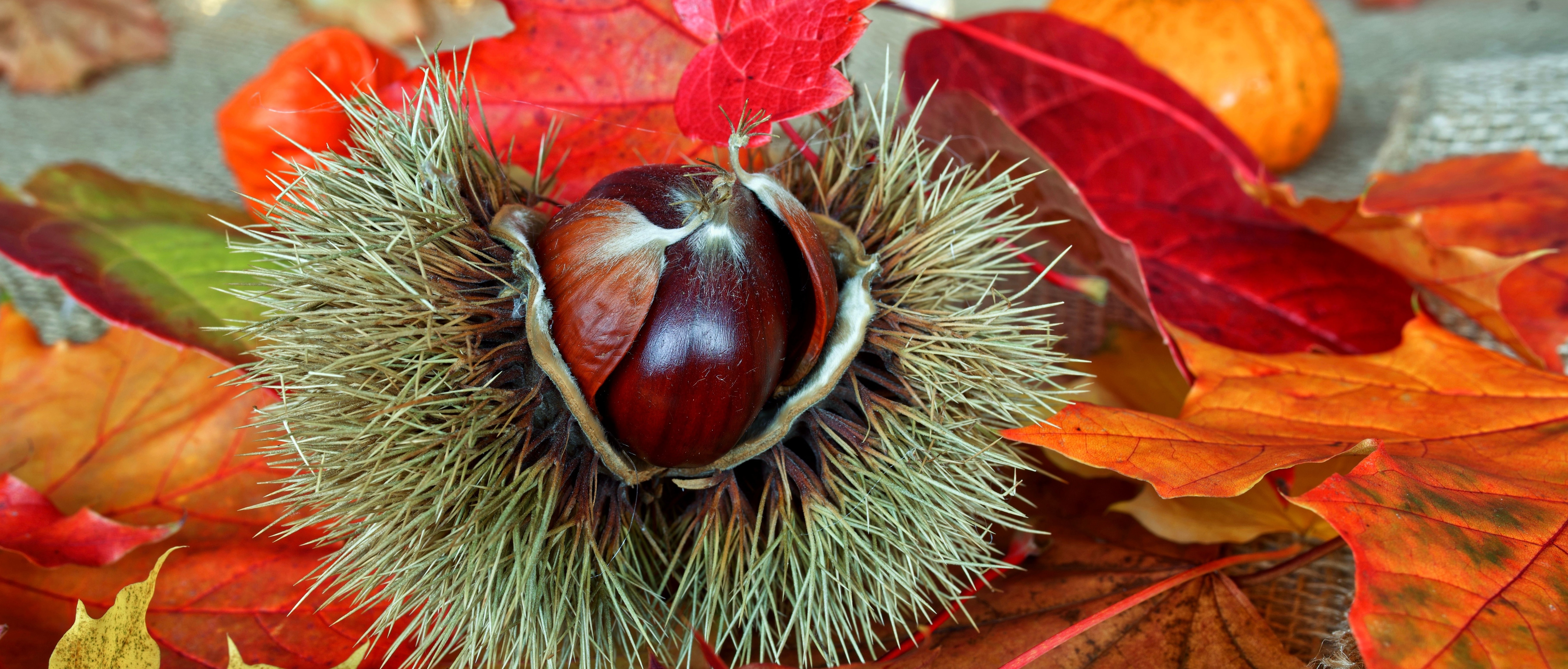 Autunno Sanmartinese 2026