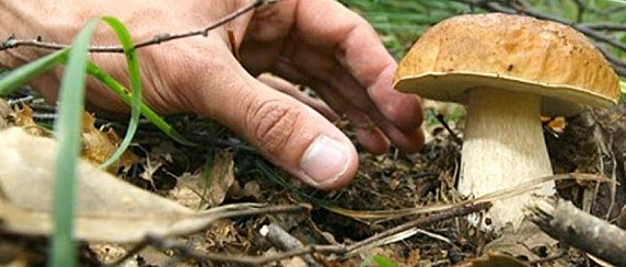 Avvio della stagione di raccolta dei funghi