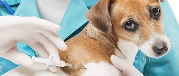 MICROCHIPPATURA GRATUITA DEI CANI
