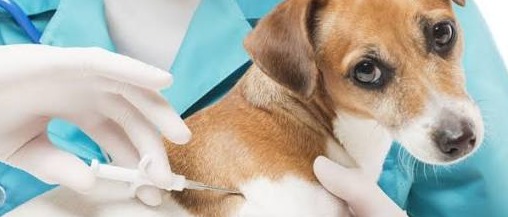 MICROCHIPPATURA GRATUITA DEI CANI