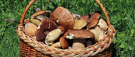 Servizio di ispettorato micologico