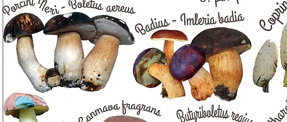 Servizio di controllo funghi raccolti - Ispettorato micologico di ATS Bergamo