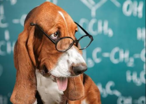 IL PATENTINO PER PROPRIETARI DI CANI