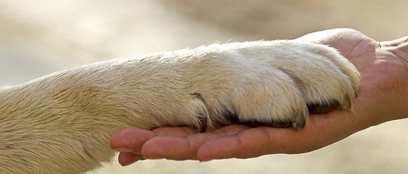 Patentino per proprietari di cani